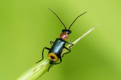Axinotarsus ruficollis