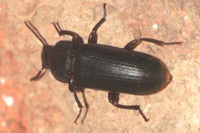 Tenebrio molitor