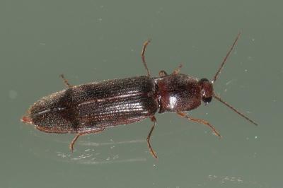 Stenagostus rhombeus