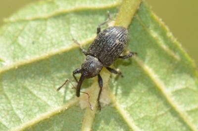 Brachyceridae