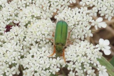 Cerocoma schaefferi