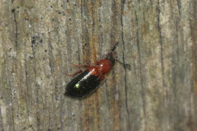Necrobia ruficollis