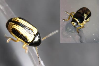 Cryptocephalus bilineatus