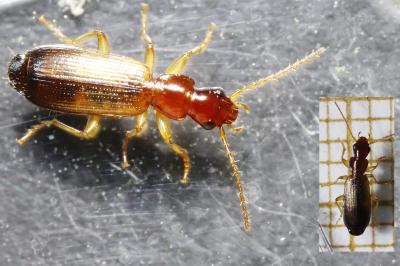 Paradromius linearis