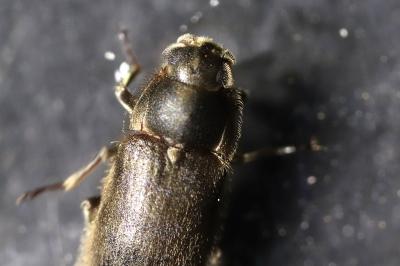 Dryopidae