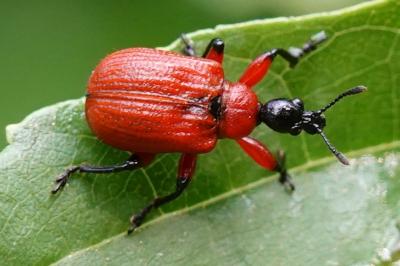 Apoderus coryli