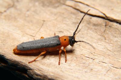 Oberea oculata