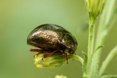 Chrysolina bankii