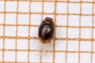 Stilbus testaceus