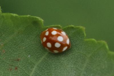 Vibidia duodecimguttata