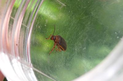 Galerucella nymphaeae
