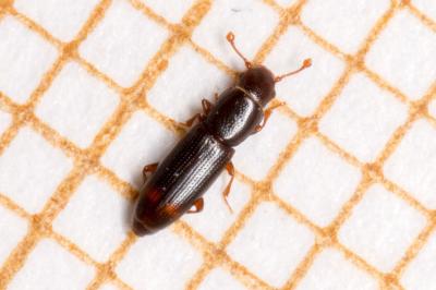 Monotomidae