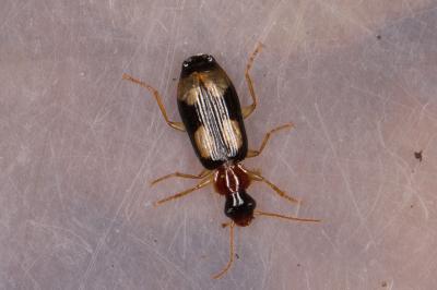 Dromius quadrimaculatus
