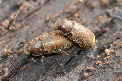 Ciidae