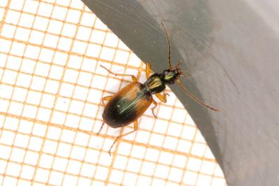 Anchomenus dorsalis
