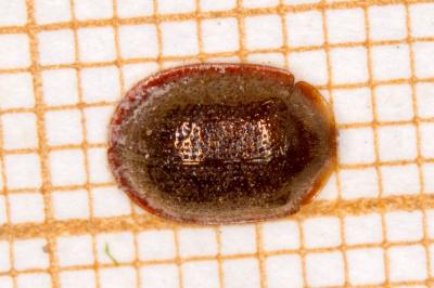 Thymalus limbatus
