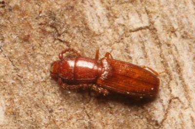 Laemophloeidae