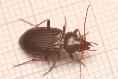 Nebria brevicollis