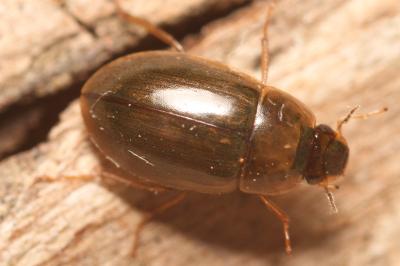 Helochares lividus