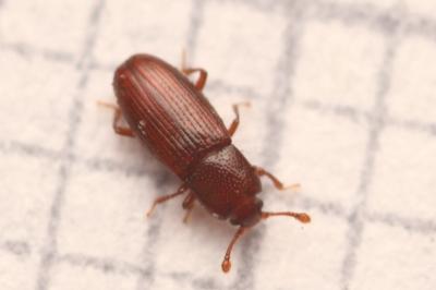 Cerylonidae