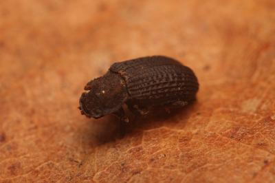 Bolitophagus reticulatus