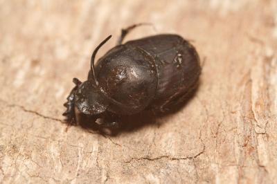 Onthophagus taurus