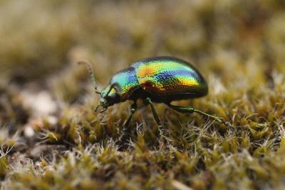 Chrysolina fastuosa