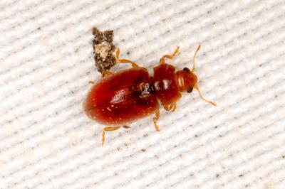 Coccidula rufa
