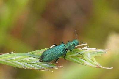 Psilothrix viridicoerulea