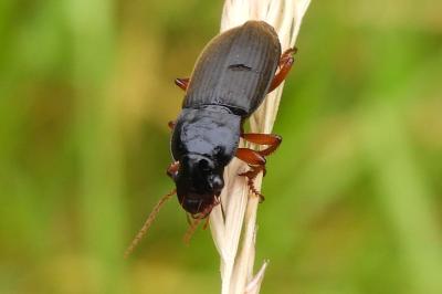 Pseudoophonus rufipes