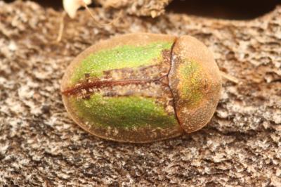 Cassida vibex