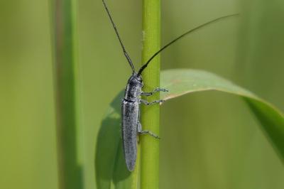 Calamobius filum