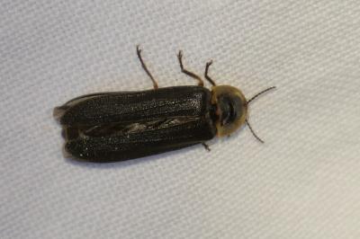 Lampyris noctiluca