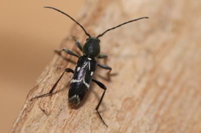 Chlorophorus sartor