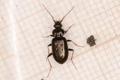 Loricera pilicornis