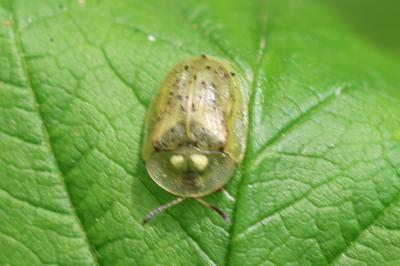 Cassida nebulosa