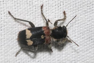 Clerus mutillarius