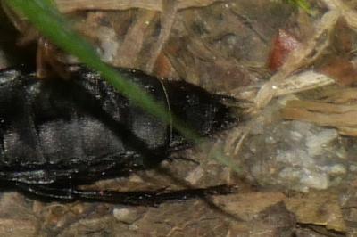 Ocypus olens