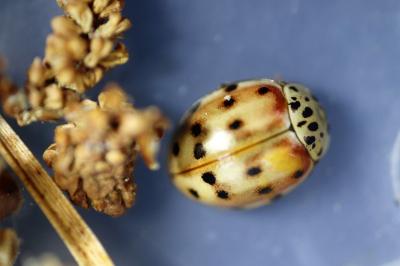 Harmonia quadripunctata