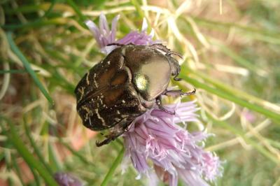 <i>Potosia cuprea</i>
