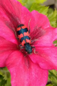 <i>Trichodes alvearius</i>