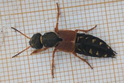 <i>Staphylinus dimidiaticornis</i>