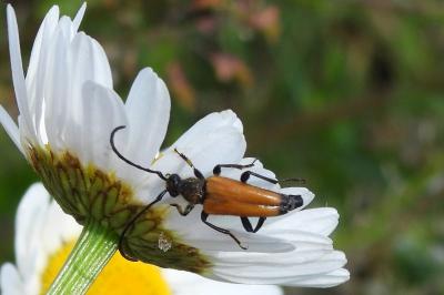 Stictoleptura fulva