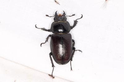 <i>Lucanus cervus</i>