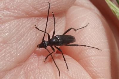 <i>Rutpela nigra</i>