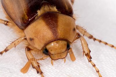 <i>Rhizotrogus aestivus</i>