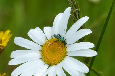 <i>Oedemera nobilis</i>