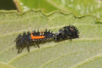 <i>Harmonia axyridis</i>