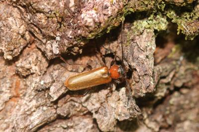 Phymatodes testaceus