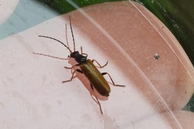 <i>Rhagonycha nigriventris</i>